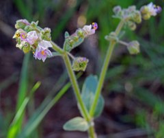 Mirabilis hirsuta