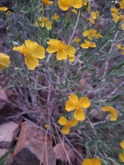 Psilostrophe cooperi