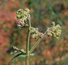 Mirabilis hirsuta