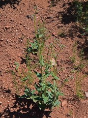 Mirabilis hirsuta