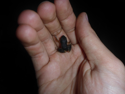 Adenomera andreae