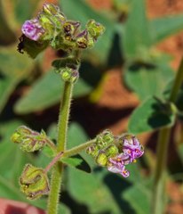 Mirabilis hirsuta