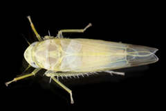 Typhlocyba
