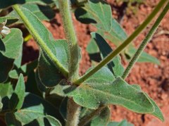 Mirabilis hirsuta