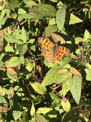 Polygonia c-album