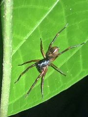 Corinninae