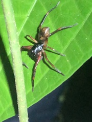 Corinninae