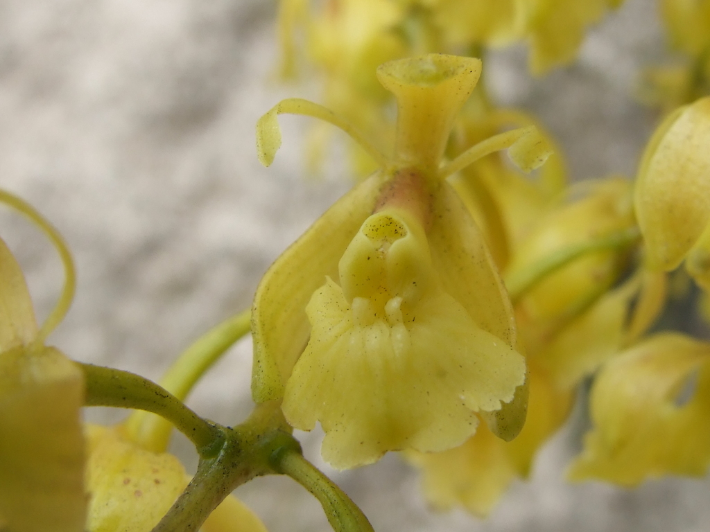 Epidendrum densifolium