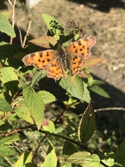Polygonia c-album