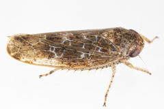 Allygidius atomarius