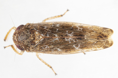 Allygidius atomarius