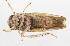 Allygidius atomarius