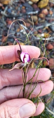 Disperis capensis