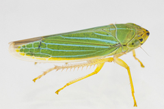 Draeculacephala noveboracensis