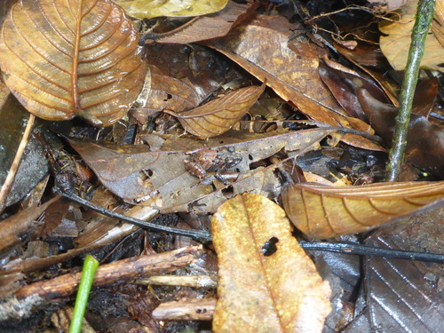 Pristimantis kichwarum