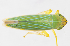 Draeculacephala noveboracensis