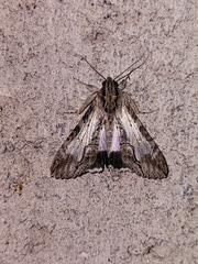 Melipotis acontioides