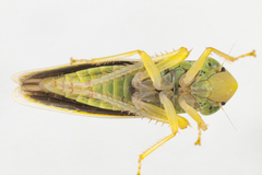 Draeculacephala noveboracensis