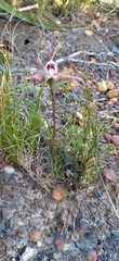 Disperis capensis