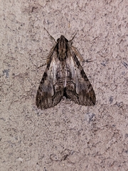 Melipotis acontioides