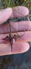 Disperis capensis