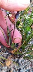 Disperis capensis