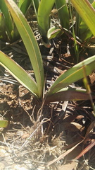 Eulophia tuberculata