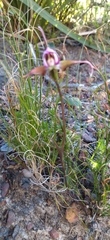 Disperis capensis