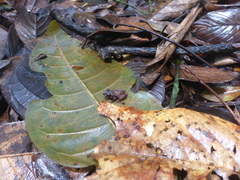 Pristimantis kichwarum