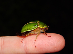 Stethaspis suturalis