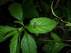 Eumastax