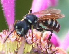 Cerceris nigrescens