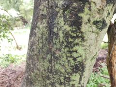 Celtis caudata