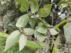 Celtis caudata