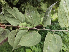 Celtis caudata