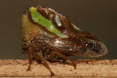 Smilia camelus