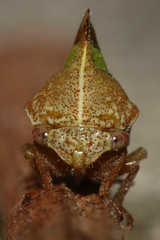 Smilia camelus
