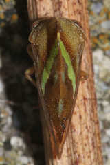 Smilia camelus