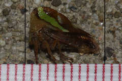 Smilia camelus