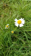 Matricaria chamomilla