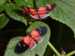 Heliconius doris