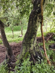 Celtis caudata