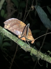 Pterochroza ocellata