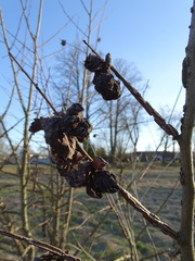 Eriosoma lanuginosum