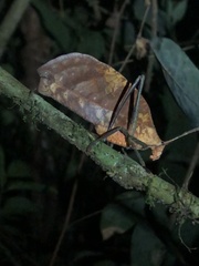 Pterochroza ocellata