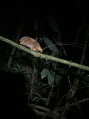 Pterochroza ocellata