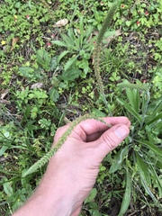 Plantago virginica