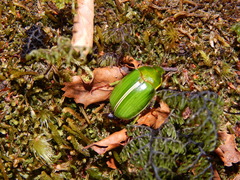 Stethaspis suturalis