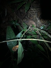 Pterochroza ocellata