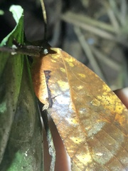 Pterochroza ocellata